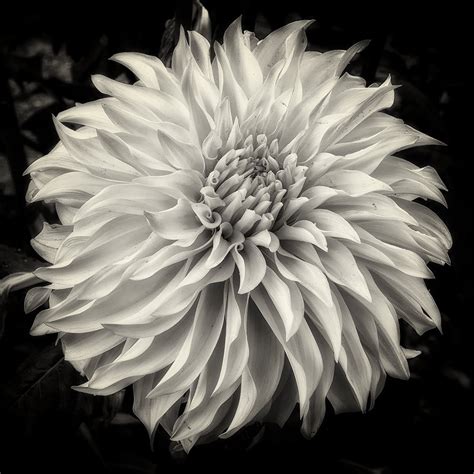 Amazon.com: Flower Photography, The Dahlia Project - 11, Dahlia, Fine Art Photography, Black and ...