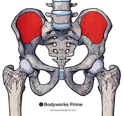 Iliac Fossa Anatomy