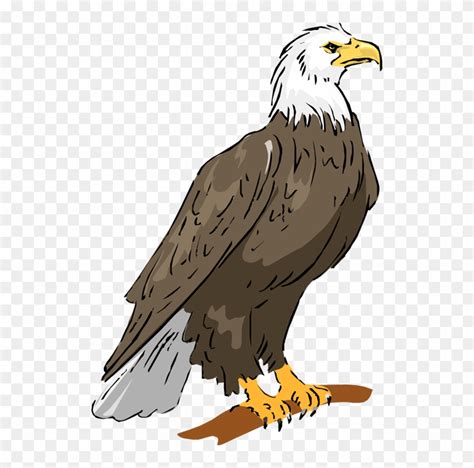 Bald Eagle Eagle Clipart - Eagle Clipart - Free Transparent PNG Clipart Images Download