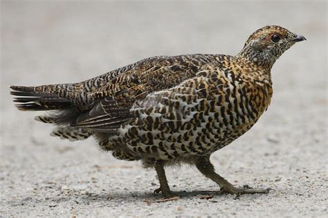 24 Interesting And Fun Facts About Grouse Birds - Tons Of Facts