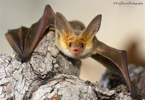 The Pallid Bat (Antrozous pallidus) ranges from western Canada to central Mexico. (Trey Barron ...