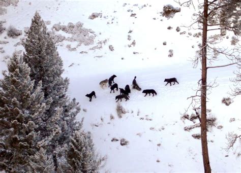 Montana wolf pack. Photo courtesy Montana Fish Wildlife | Wildlife, Wild forest, Wilderness