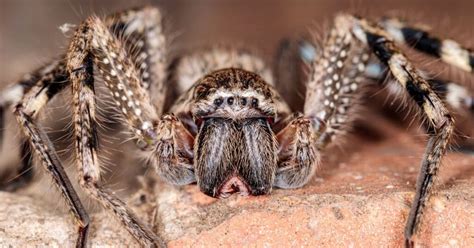 Types of Huntsman Spiders: A Comprehensive Guide Spider Advisor