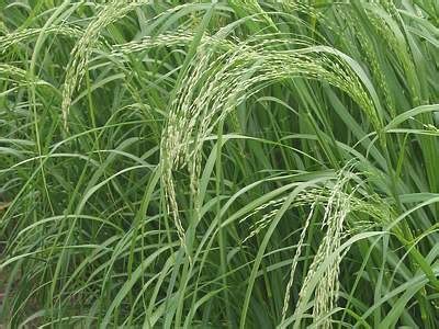 Tef - Teff - World Crops Database - Cereals