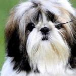 Shih Tzu Growth Stages During Their 8 Weeks - Shih Tzu Buzz