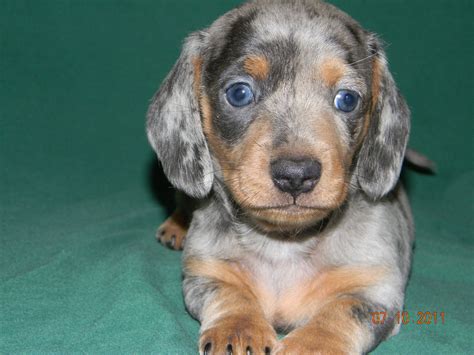 Dachshund Puppies Murfreesboro Tn / 3 - Dogs currently available for ...