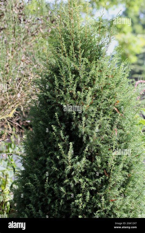 Common Juniper Tree / Juniperus communis Stock Photo - Alamy