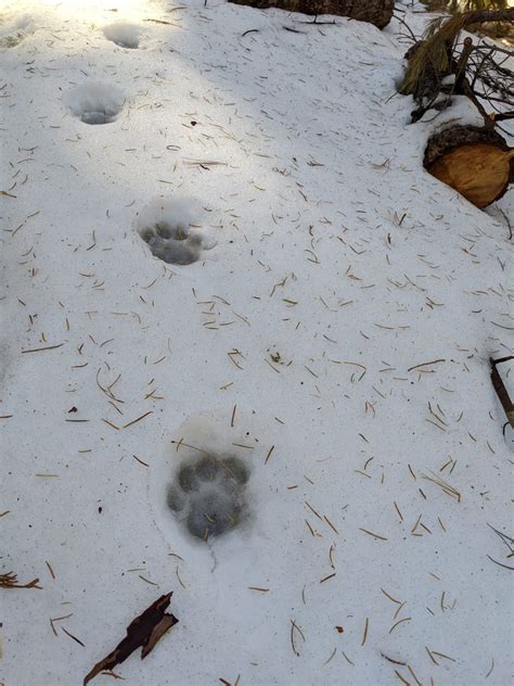 united states - Are these prints in snow of a bobcat or cougar? - The ...