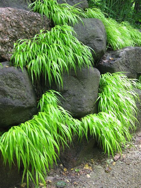 Golden Hakone Grass | All Gold' golden Hakone grass ( Hakonechloa macra ) at RBG | Japanese ...