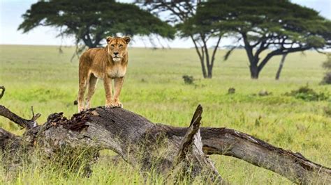 Best place to see lions in Uganda