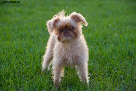 Brussels Griffon Dog Breed - Pictures, Information, Temperament ...