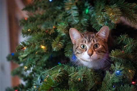 Ways to protect your Christmas tree from your cat - Ontario SPCA and ...