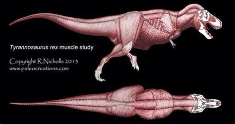 Tyrannosaurus Rex Muscles