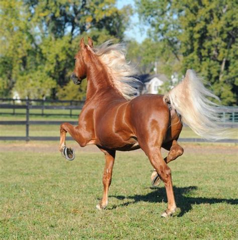 American Saddlebred flaxen chestnut stallion | American saddlebred horses, American saddlebred ...