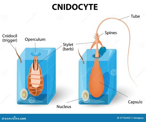 Nematocysts Function