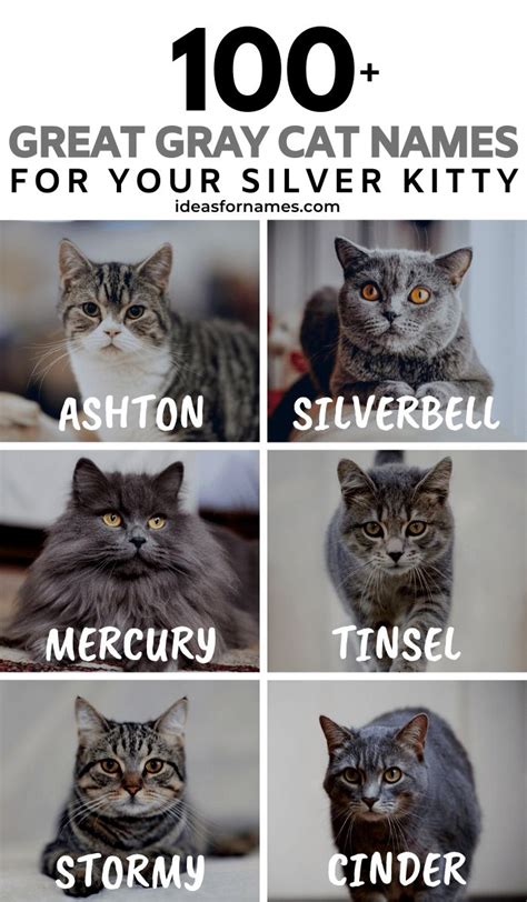 100+ Glorious Gray Cat Names Perfect For Your Silver Kitty | Noms de ...