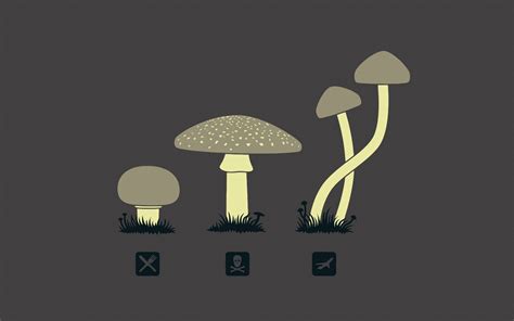 [200+] Mushroom Wallpapers | Wallpapers.com