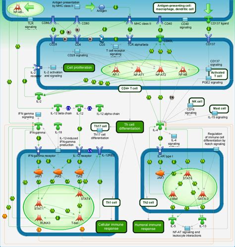 Immune response - Th1 and Th2 cell differentiation Pathway Map - PrimePCR | Life Science | Bio-Rad