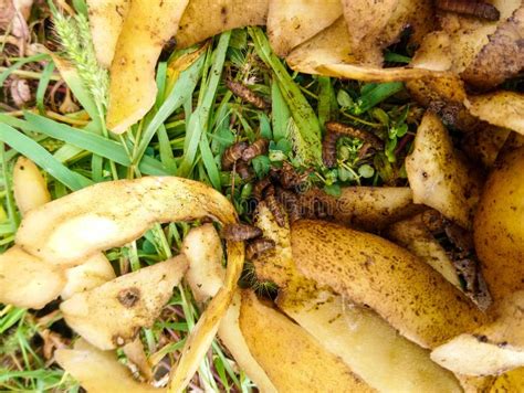 Maggots in compost stock image. Image of fruit, ecology - 229609141