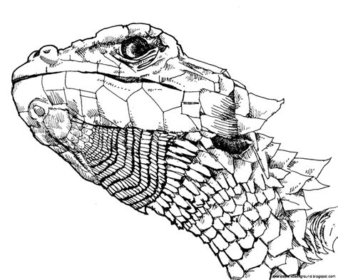 Snake Scales Drawing at GetDrawings | Free download