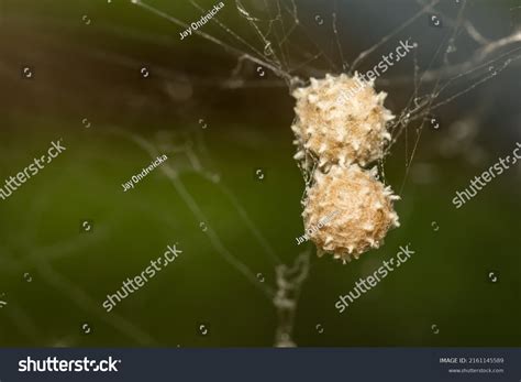 Southern Black Widow Spider Eggs Stock Photo 2161145589 | Shutterstock