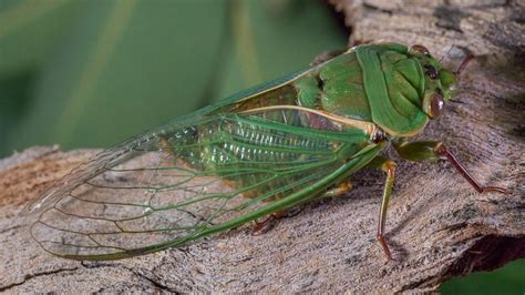 Citizen scientists urged to answer the call and record where can you find the loudest cicadas ...