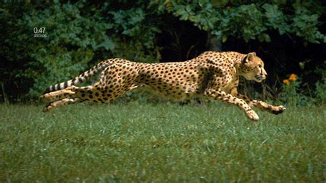 How Far Can a Cheetah Run at Full Speed - Diya-has-Gibson