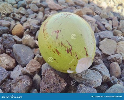 Green Chrysophyllum Cainito Fruit with Its Sap on a Pile of Gravel ...