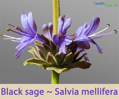 Black sage facts and health benefits