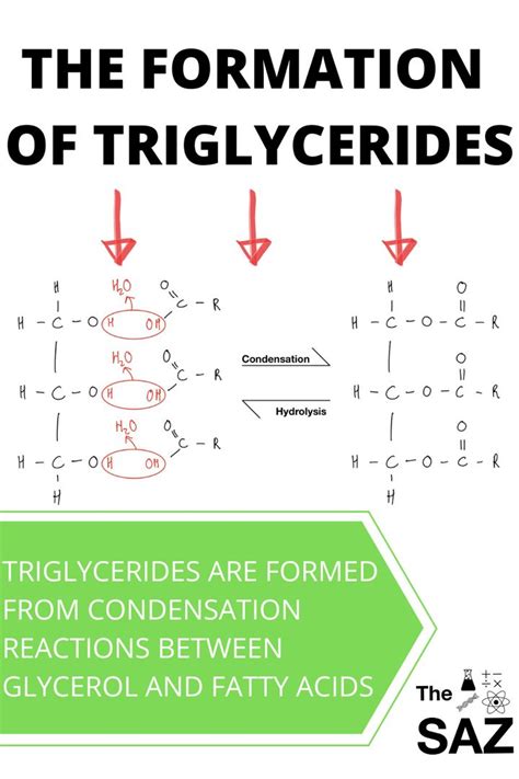 Triglyceride Formation