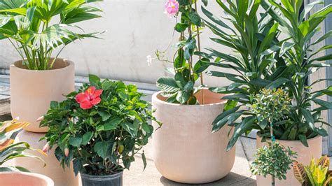 The Best Outdoor Patio Plants | Mulhall's Patio Plants Guide