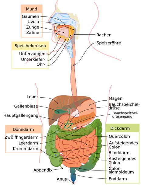 Duodenum – Wikipedia | Menschliches verdauungssystem, Anatomie lernen, Anatomie und physiologie