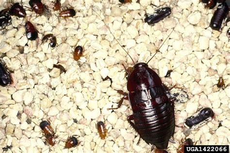 The Oriental Cockroach -Identification, Tips and Solutions - Cockroach ...