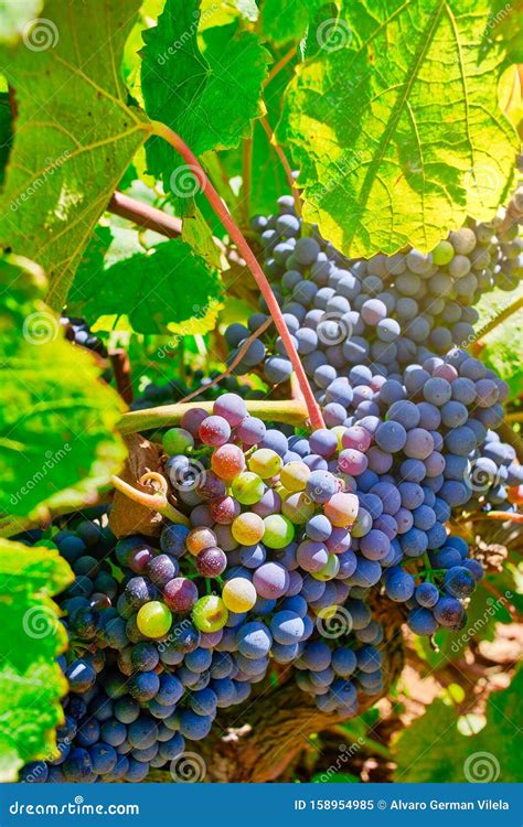 Bunch of Pinot Noir Grapes in a Vineyard. a Red Wine Grape Variety Stock Image - Image of ...