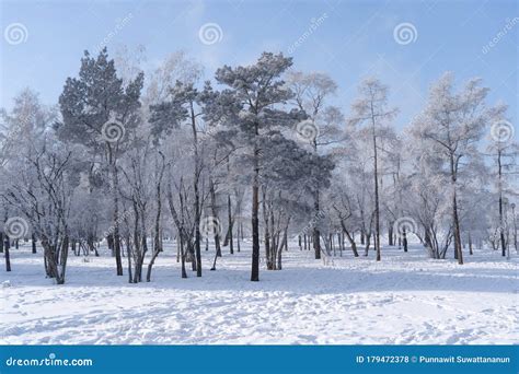 Frozen Tree in Winter Season in Irkutsk City, Siberia, Russia Stock ...