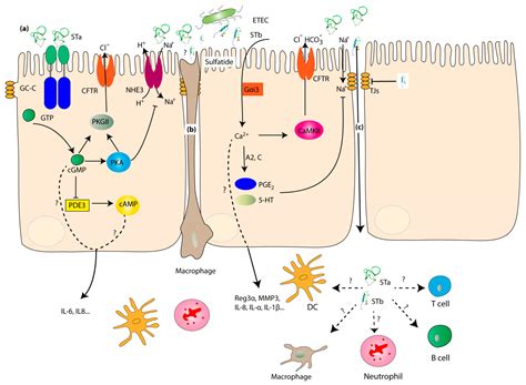 Heat-Stable Enterotoxins of Enterotoxigenic Escherichia coli and Their Impact on Host Immunity