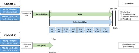 Study design and experimental timeline. Two separate cohorts of mice ...