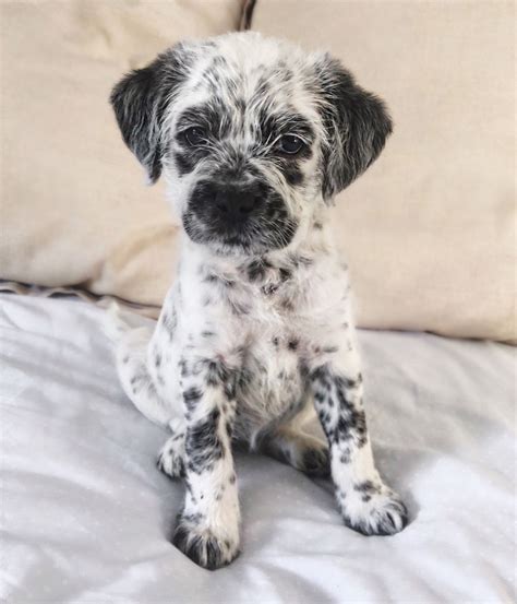 Dalmatian Shih Tzu Mix - Shih Tzu Dog