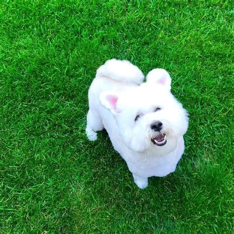 Bichon Frise Haircuts - Top 22 Styles To Try Them Out Now - The Goody Pet