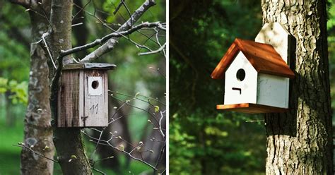 Finch Bird House: 11 Best Plans You Can DIY - Bird Nature