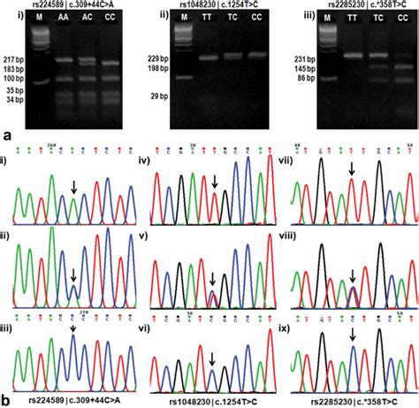 SNP genotyping by PCR-RFLP and Sanger sequencing: a(i); rs224589 (c.309... | Download Scientific ...