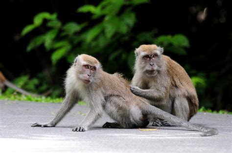 Long-tailed macaque now endangered globally - Mothership.SG - News from Singapore, Asia and ...