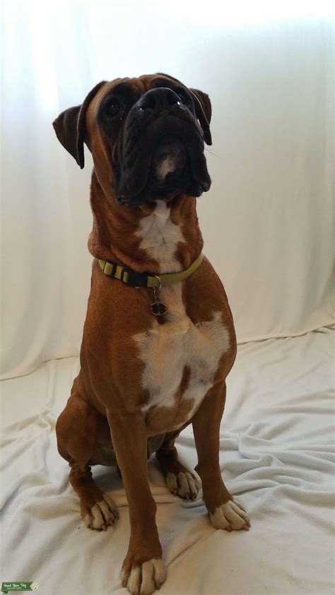 Fawn male Boxer - Stud Dog in Lakeside, CA, the United States | Breed Your Dog