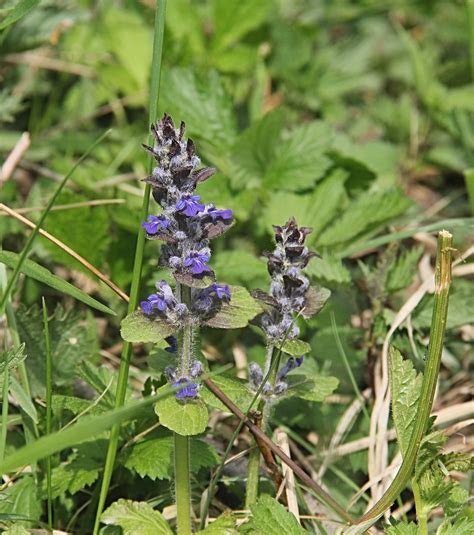 Ajuga Reptans Flower Blue Close - Free photo on Pixabay - Pixabay