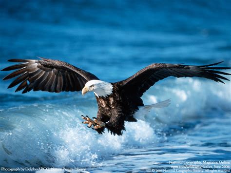 Nice Eagle wallpaper | 1024x768 | #13847