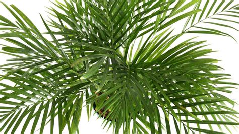 How to Grow and Care for Areca Palm (Indoors + Outdoors) - 2023