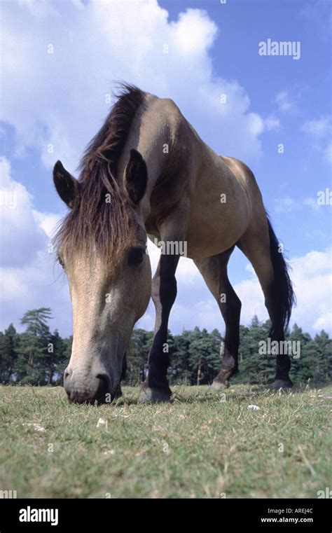 New Forest Pony Stock Photo - Alamy