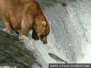 Bear GIF - Find & Share on GIPHY