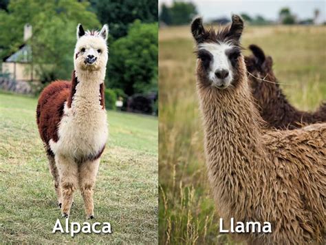 #1 Alpaca vs. llama – what's the difference? Though often confused ...