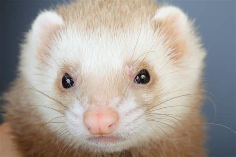 Champagne For Sale | Ferrets | Breed Information | Omlet